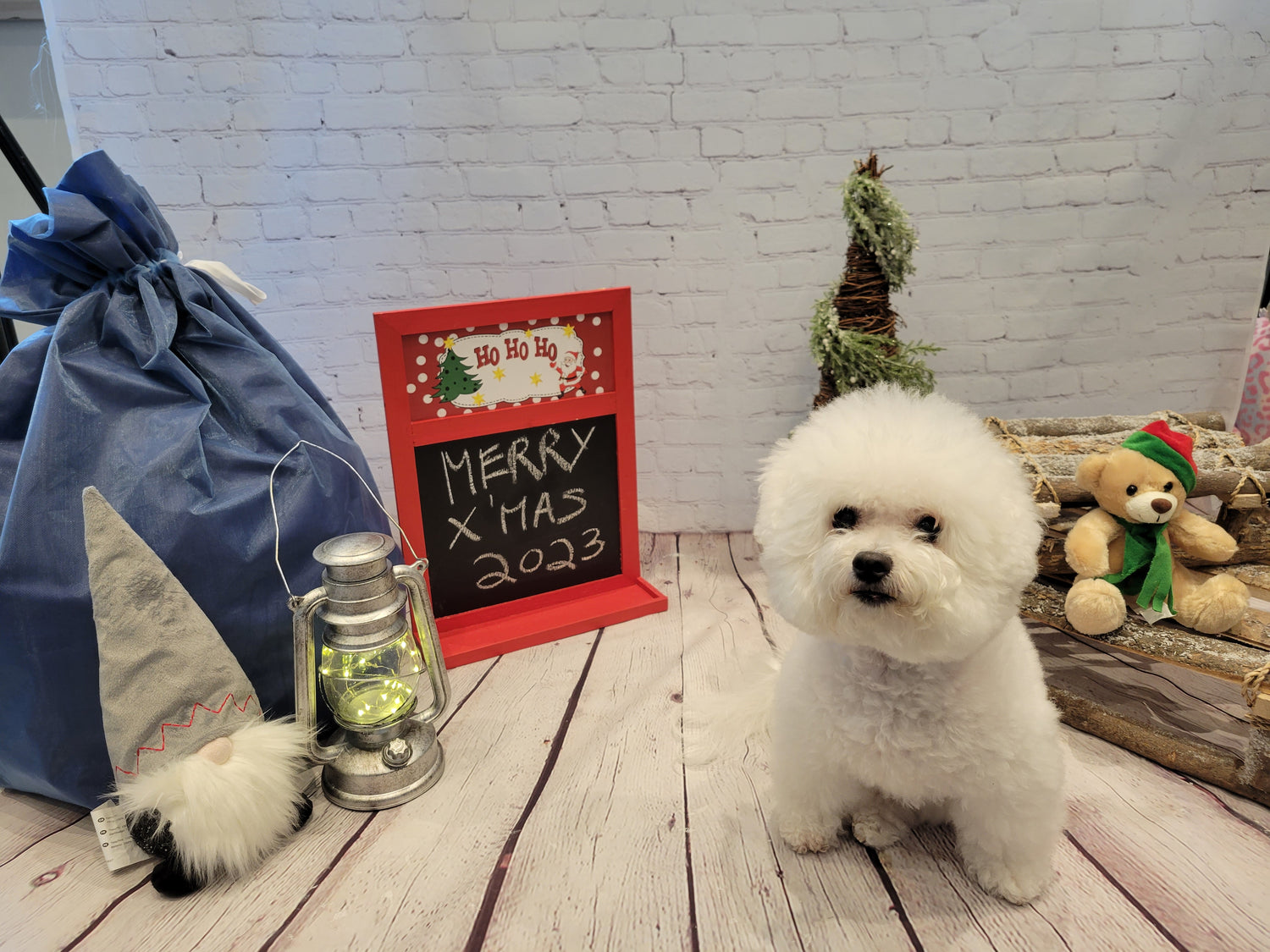 Small dog named Mochi sitting on a wooden floor with Christmas decorations in the background.