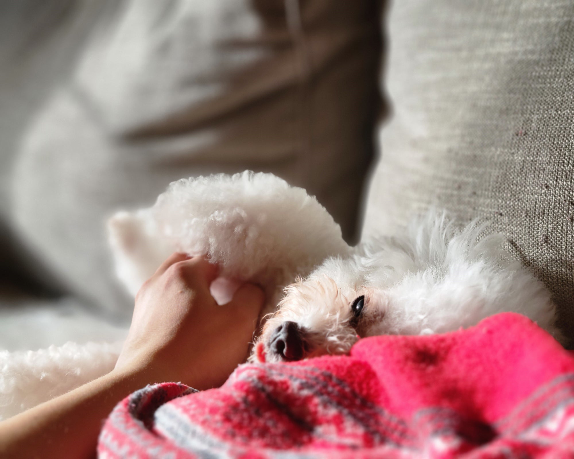 Close up of small dog named Mochi being petted by a person on a red blanket