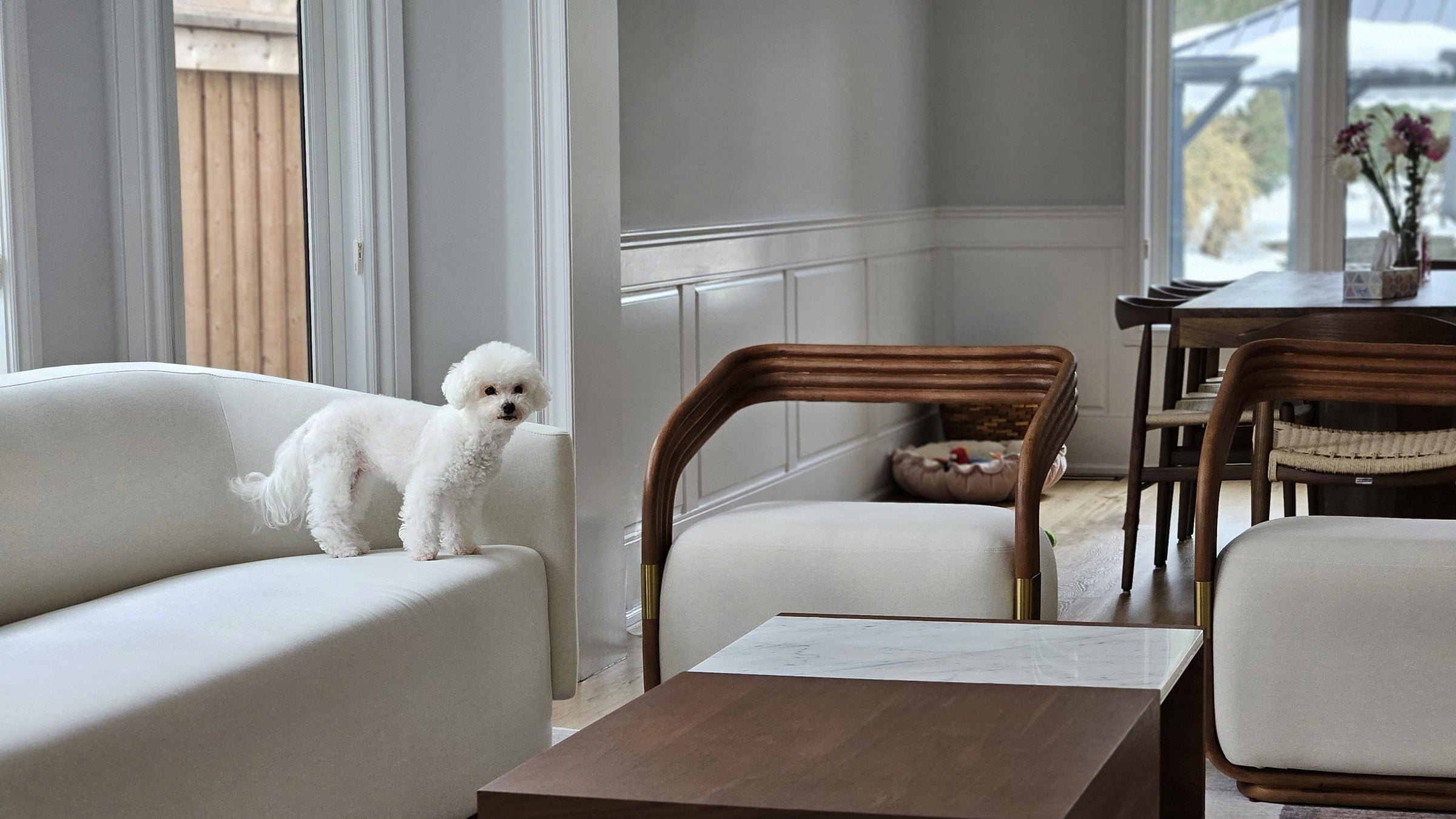 Small dog named Mochi on a white sofa in a modern living room with wooden tables and chairs.