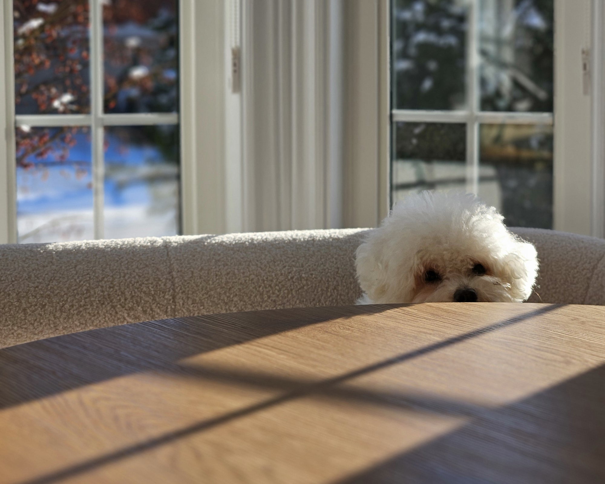 Small dog named Mochi sitting on a couch next to window