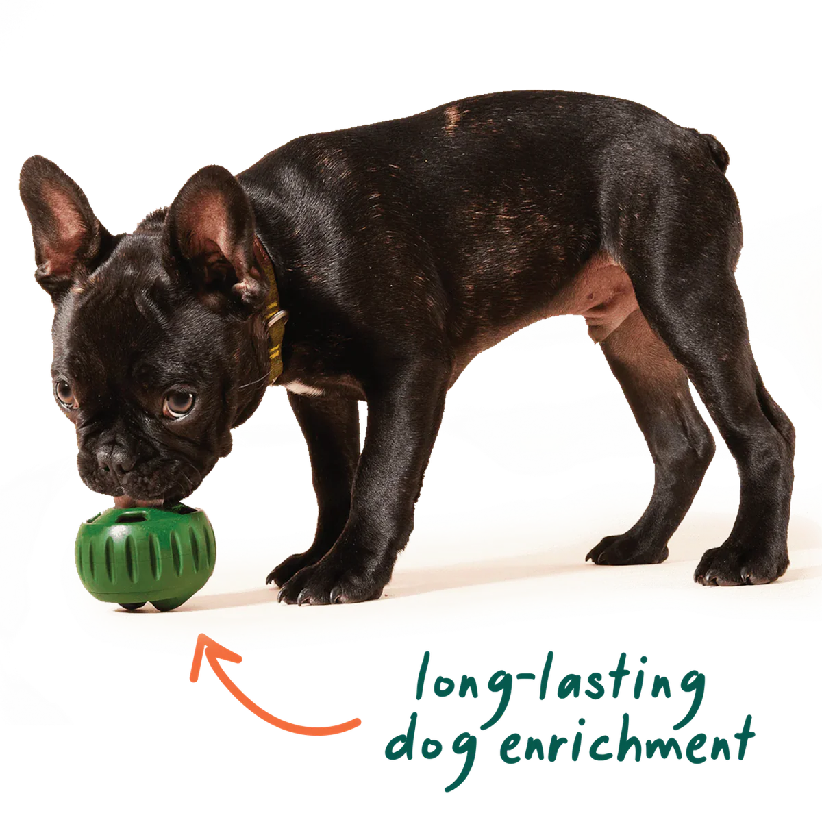 Pawfect Beginnings